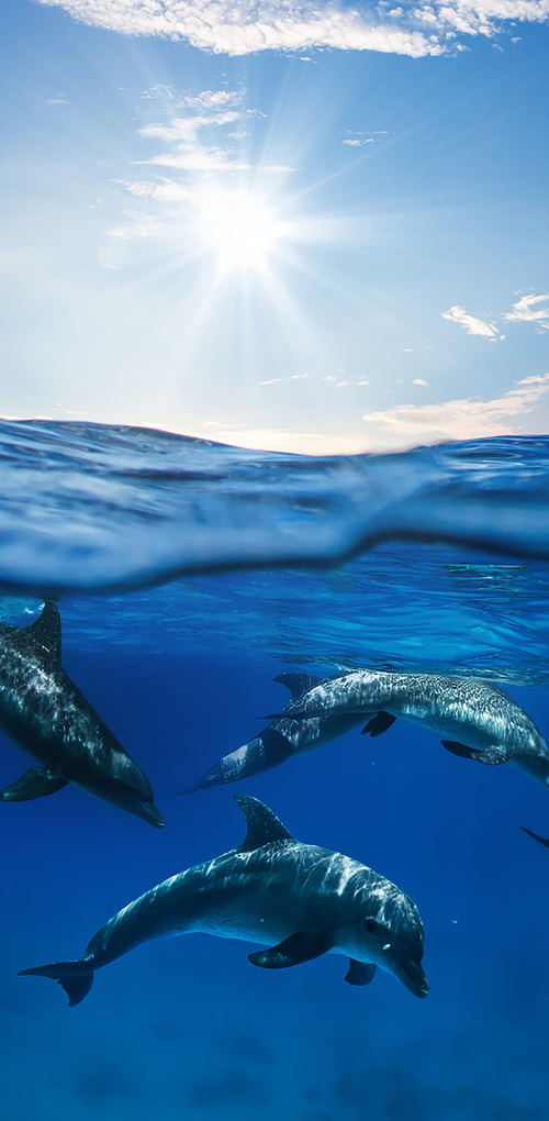 Dolphins